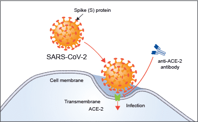 Veranschaulichung des Andockens des SARS-CoV-2 Virus an den ACE-2-Rezeptor