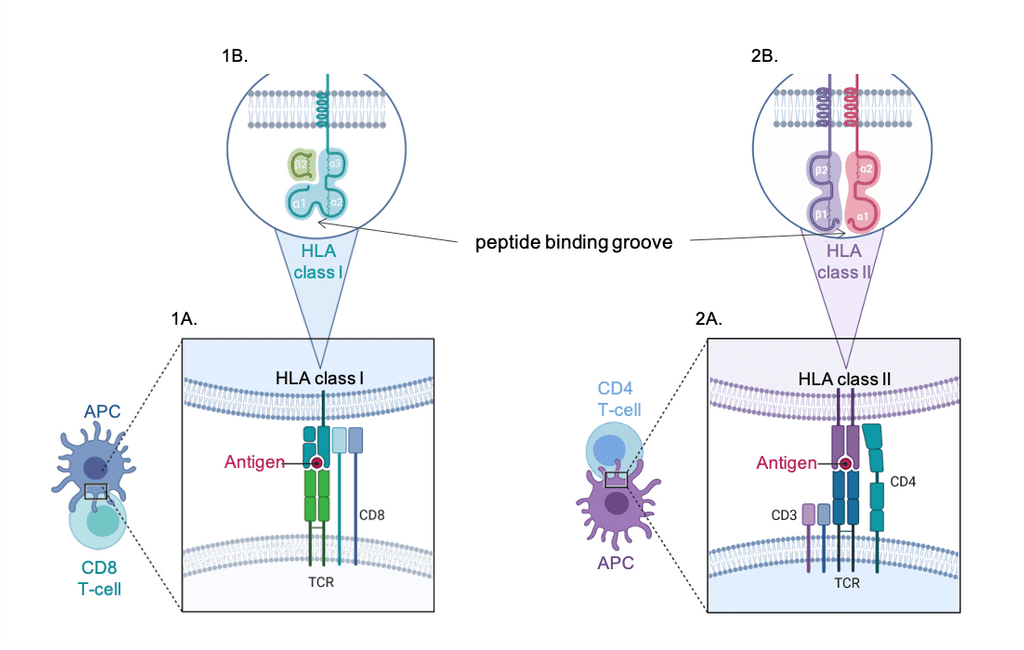 Exploring the puzzle of HLA in COVID19 patients Blog